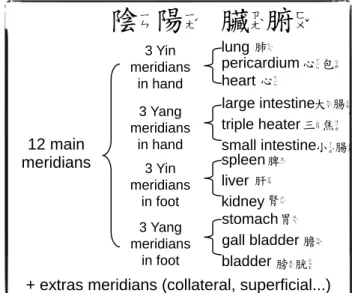 Figure 3: Correspondence between the meridians, zàng-fˇu organs and the y¯ın and the yáng in traditional Chinese medicine.