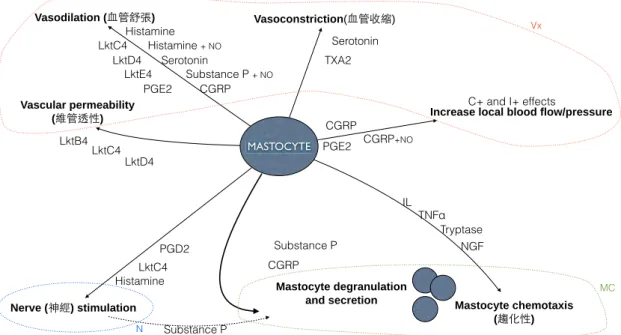 Figure 1.2: Chemical messengers released by mastocytes upon stimulation can be grouped into three major groups: nerve messengers (N), endocrine messengers (Vx) and chemoattractants (MC).