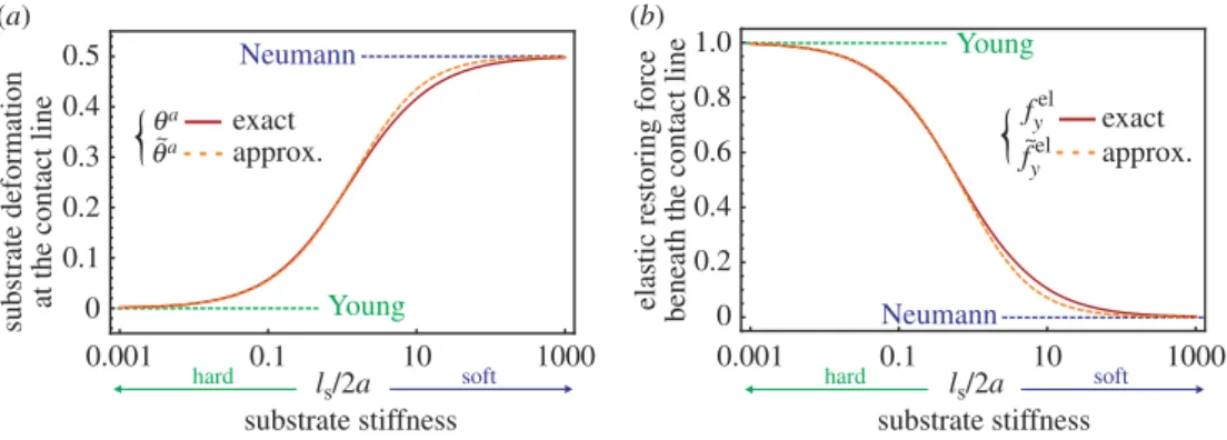 Figure 5. Substrate slope at the contact line ( a ) and total elastic force under the contact line ( b ) as a function of the dimensionless parameter l s /(2 a )