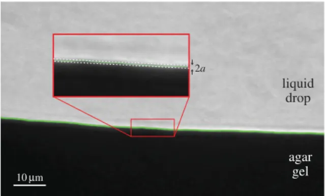 Figure 3. Detail of a triple line at the boundary of a water drop on a soft agar gel (1.5% agarose)