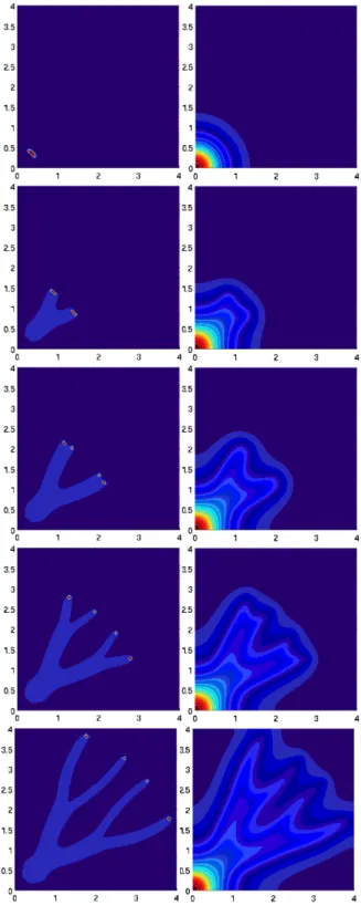 Figure 1. Time dynamic of swarmers and supporters density (left) and of the surfactin concen- concen-tration S (right) computed with the model (2.1).