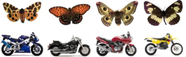 Figure 6: Samples from the Peale and the Motorbikes datasets: butterfly from different species and motorbikes from different categories.