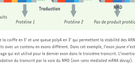 Figure 1.  Les grandes étapes de la  régulation de l’expression des gènes. 