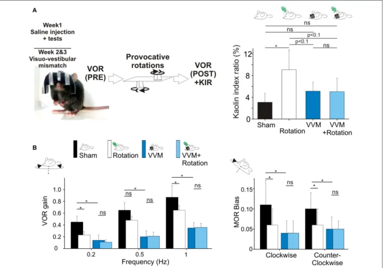 FIGURE 3 | (A) Visuo-vestibular mismatch reduces vestibular sensitivity. Left, picture of a mouse during the visuo-vestibular conflict protocol