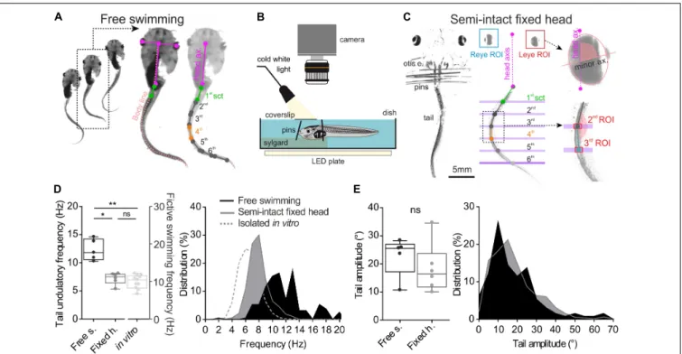 FIGURE 1 | Method and comparison of swimming behavior in two different experimental conditions