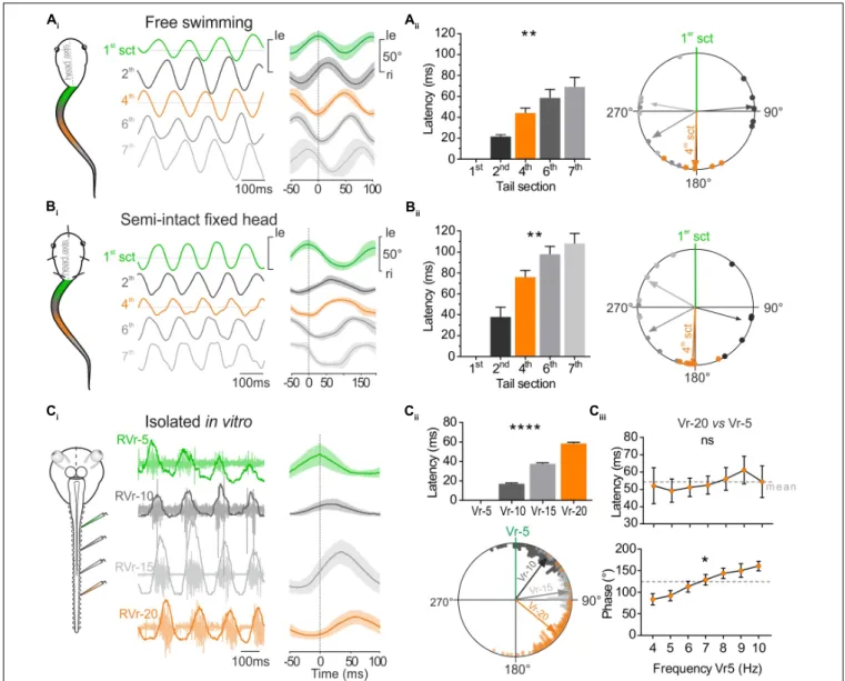 FIGURE 2 | Temporal relationship between tail sections during larval swimming. (A) During free swimming (A i ) the sinewave-like undulatory movements of the tail were generated by alternative left and right excursion of 1st tail section (green trace, 1st s