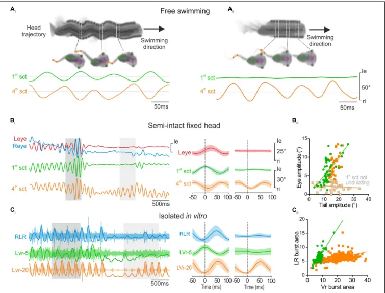 FIGURE 3 | Propulsive swimming behavior triggered locomotor-induced eye movement. (A) Tadpole swimming (freely behaving) captured on camera during strong propulsive swimming which provoked angular head movements (head trajectory, dark dot line) (A i ) or d