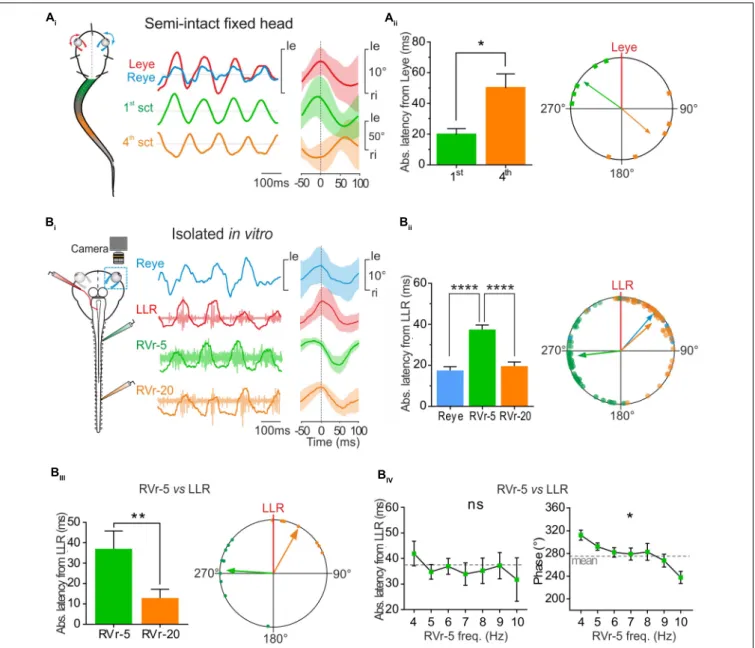 FIGURE 4 | Conjugate eye movements generated by propulsive swimming compensate mid-caudal tail undulation