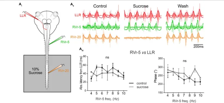 FIGURE 5 | Temporal relationship of spino-extraocular motor coupling is only adjusted in rostral spinal CPG