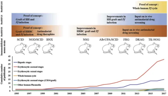 Figure 1. Evolution of humanized mouse models infected with human Plasmodium species (HmH P )