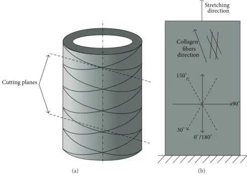Figure 6: Schematic drawing, explaining the difference between slab’s circumferential direction (0 ∘ and 180 ∘ US probe) and collagen fiber direction, when stretched