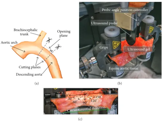 Figure 1: (a) Indication of the location of tissue excision; (b) ex vivo experimental setup with the equine aortic tissue mounted on the mechanical testing machine and the US probe fixated above the tissue in the probe angle position controller for the SSI