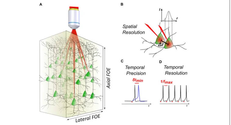FIGURE 1 | 3D light-targeted photostimulation. (A) SLM-based multiplexing strategies allow to target opsin-expressing neurons over axial and lateral fields of excitation, extending over a few hundred microns in the brain