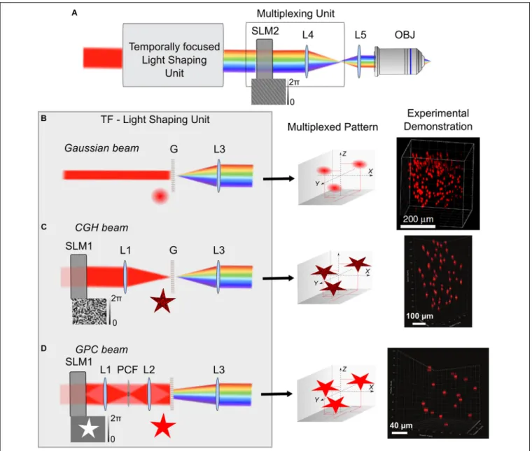 FIGURE 2 | 3D multiplexed temporally focused light shaping. (A) Optical systems for 3D temporally focused light shaping consist of a light-shaping unit for creating a 2D temporally focused pattern and a multiplexing unit, using a SLM (SLM2) at a Fourier pl