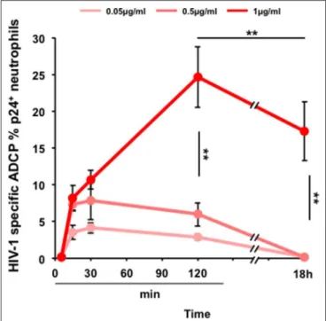 FIGURE 4 | 2F5-IgA-mediated ADCP of HIV-1-infected primary CD4 + T lymphocytes by neutrophils