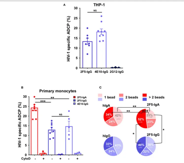 FIGURE 2 | Anti-gp41 2F5-IgA triggers more efficient ADCP of P1-coated beads compared to anti-gp41 2F5-IgG and 4E10-IgG in the ADCP-SHIP assay