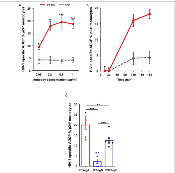 FIGURE 3 | 2F5-IgA mediates ADCP of HIV-1-infected primary CD4 + T lymphocytes by monocytes more efficiently than 2F5-IgG and 2G12-IgG