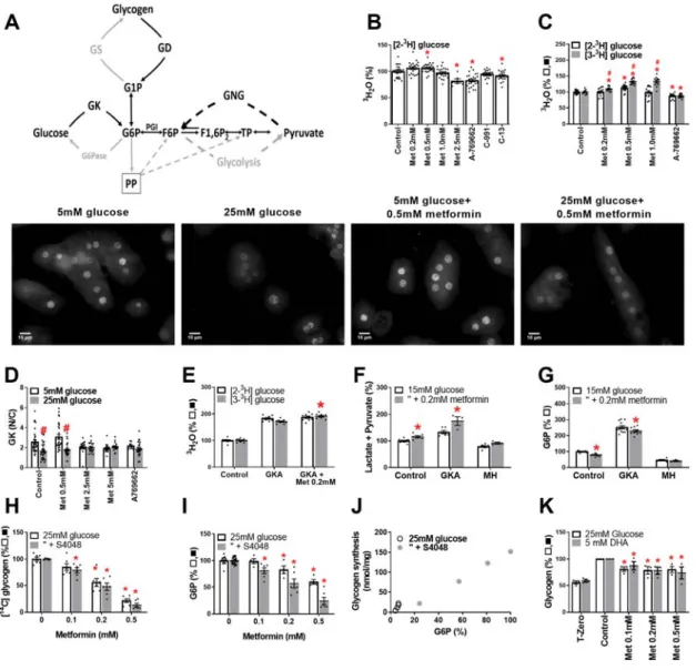 Figure 5  G6P lowering by metformin is not explained by inhibition of glucose phosphorylation or  stimulation of glycogen storage