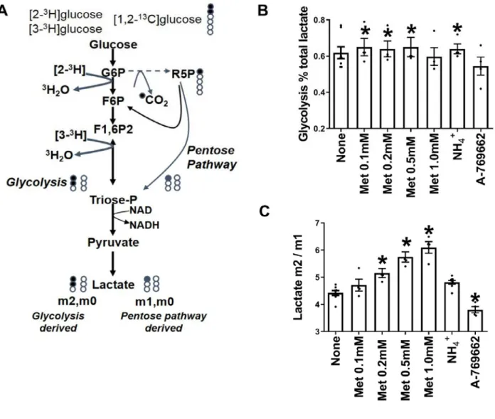 Figure 6.    Metformin but not AMPK activators stimulates glycolysis.  A. Metabolism of [1,2-
