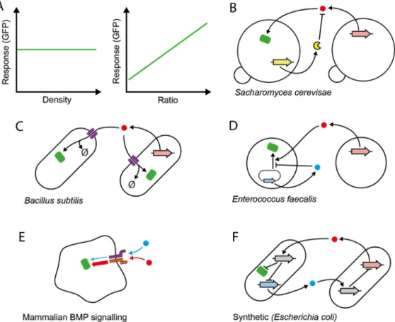 Figure 1. Relative sensing of population parameters. (A) Theoretical perfect ratio sensing