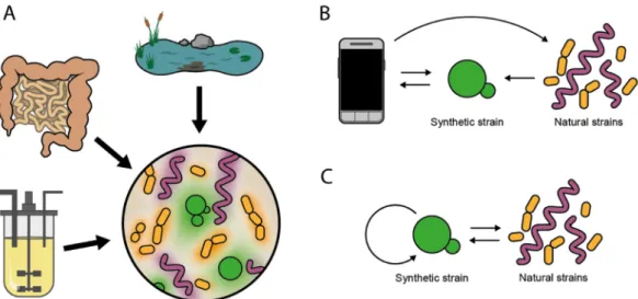 Figure 3. Ecosystem intervention. (A) Various ecosystems such as a natural water source, the human  gut, or a bioreactor are susceptible to interventions using engineered cell populations to enable, e.g.,  remediation, therapy, or optimization processes, r