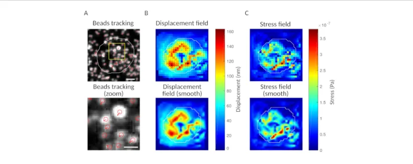 Figure 3: Processing of the images to extract the force field. (A) Example of an image of the beads (outline of the cell in white, extracted from the transmission image), bead tracking at time t = 5 min (red overlay) and displacement (arrows) relative to t
