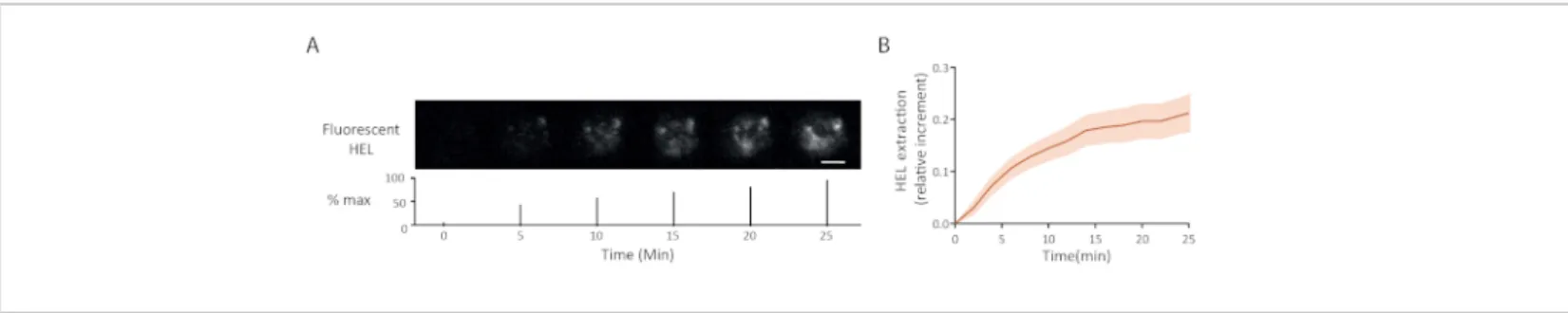 Figure 5: Example of experiments with fluorescent antigen. (A) Time lapse of the extraction of fluorescent HEL (below: