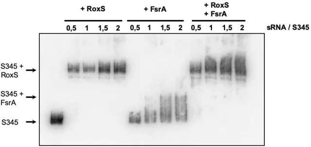 Figure 3 S345 interacts with RoxS and FsrA sRNAs  841 