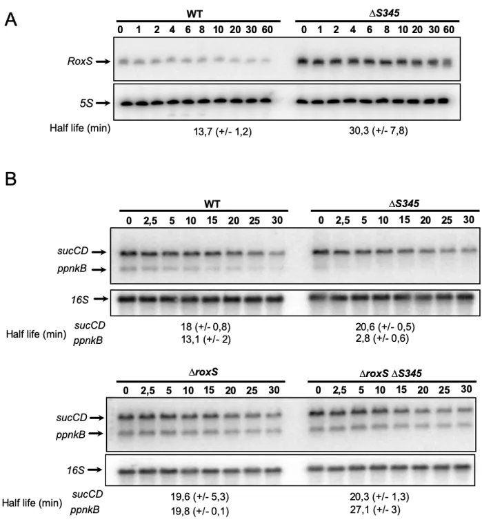 Figure 5 Deletion of S345 alters the turnover rate of RoxS and RoxS targets 852 