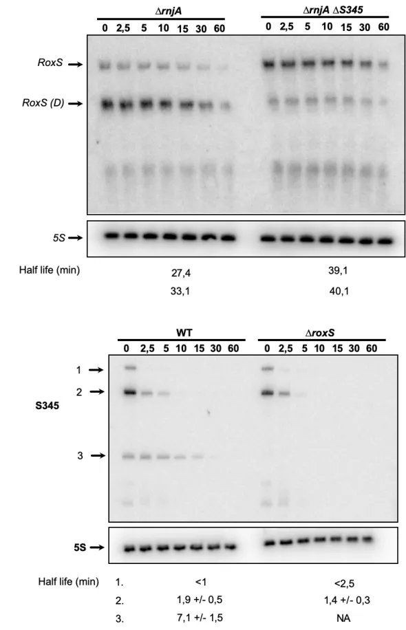 Figure 6 RNA processing events of S345 and RoxS are interdependent on the presence of the  862 