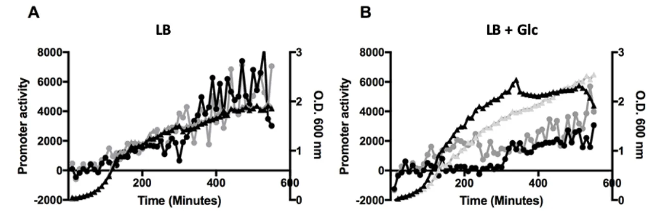 Figure 8 RosA is a CcpA regulated sRNA  885 