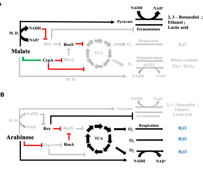Figure 9 Model for the regulation of the fermentation and respiration pathways by the two sRNAs  899 