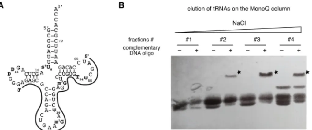 Figure 2. Gel-shift assays with a complementary DNA oligonucleotide.  A. Schematic  representation of the complementary DNA oligonucleotide used to identify the yeast tRNA Phe  in  purification fractions