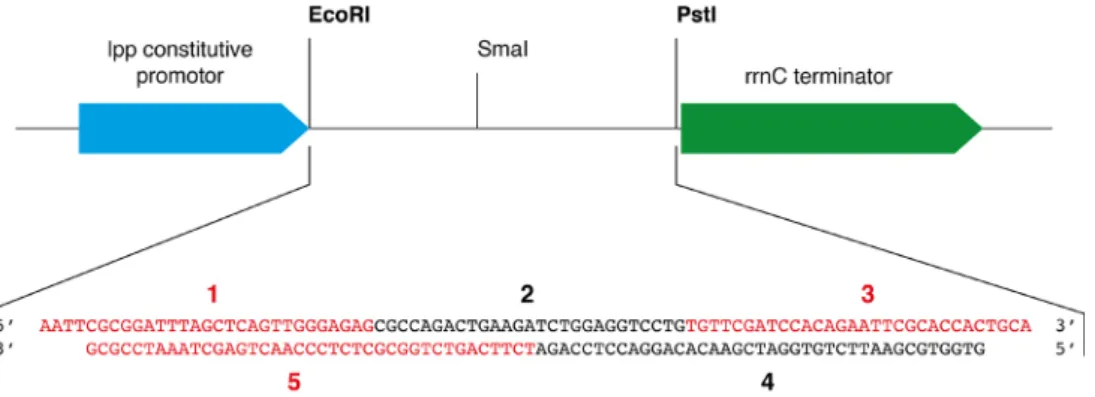 Figure 3. Schematic representation of the cloning region of pBSTNAV vector and  sequence coding for the yeast tRNA Phe  inserted between the EcoRI and PstI restriction  sites