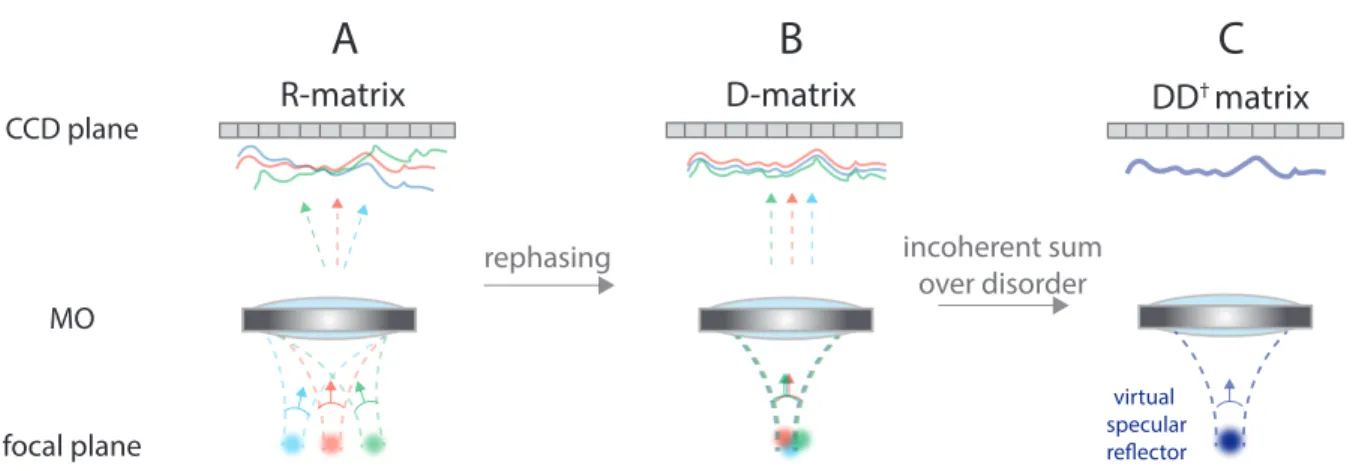 Figure 2: Synthesizing a virtual reflector from the time reversal analysis of D. (A) The R-matrix contains the wave-fronts induced by each virtual source r in 