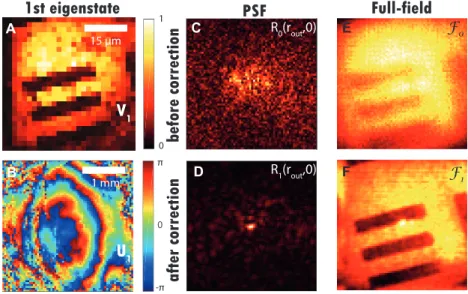 Figure 3: Imaging through a thick layer of rat intestine tissues. (A) Modulus of the first input singular vector V 1 of D in the focal plane