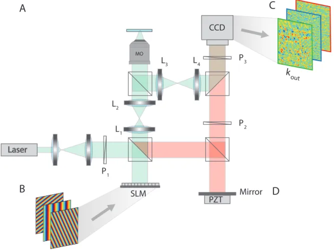 Figure S1: Measuring the time-gated reflection matrix. Experimental set up: P: polarizer, MO: microscope objective, BS: beam splitter, PBS: polarized beam splitter, SLM : spatial light modulator, PZT: piezo phase shifter, M: Mirror