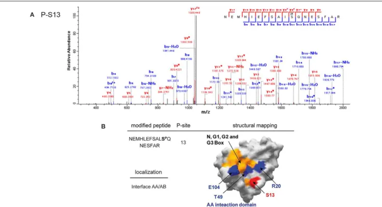 FIGURE 7 | Phosphorylation of SpoIIAB by PrkD. (A) Identification of the phosphorylated residue by mass spectrometry