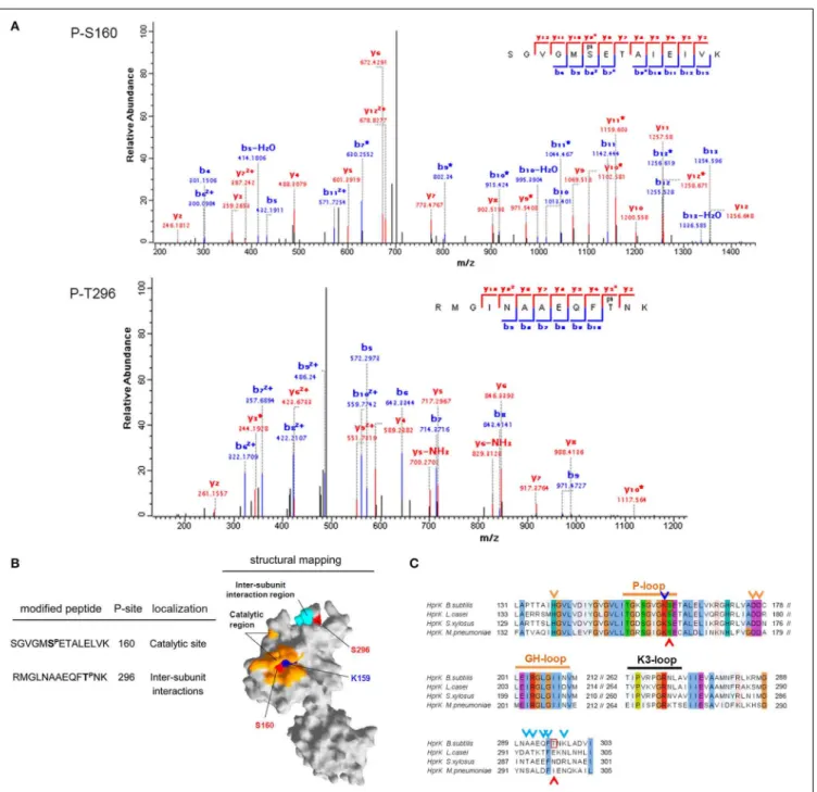 FIGURE 8 | Phosphorylation of HprK/P by PrkD. (A) Identification of phosphorylated residues by mass spectrometry