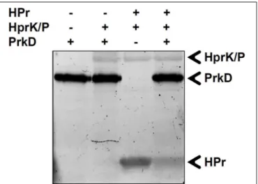 FIGURE 9 | Phosphorylation of HPr by phosphorylated HprK/P. In vitro phosphorylation of HPr by HprK/P in the presence or absence of PrkD.