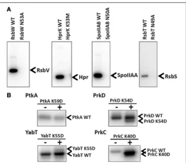 FIGURE 2 | Inactivation of catalytic residues in all tested B. subtilis kinases. (A) Autoradiography images of the in vitro phosphorylation assays of RsbV, Hpr, SpoIIAA, and RsbS phosphorylated by their respective kinases: RsbW, HprK, SpoIIAB, and RsbT