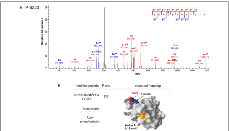 FIGURE 6 | Phosphorylation of PtkA by PrkC. (A) Identification of the phosphorylated residue by mass spectrometry