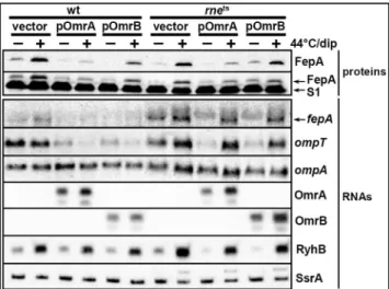 Figure S2). To circumvent this lack of specificity, the experiment was repeated with OmrA and OmrAmut in the presence of increasing concentrations of the Hfq RNA chaperone