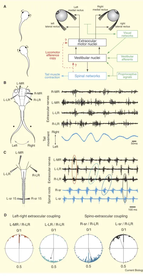 Figure  1.  Spinal  cord-driven  signalling  for  compensatory  eye  movements  in  swimming  Xenopus tadpoles.