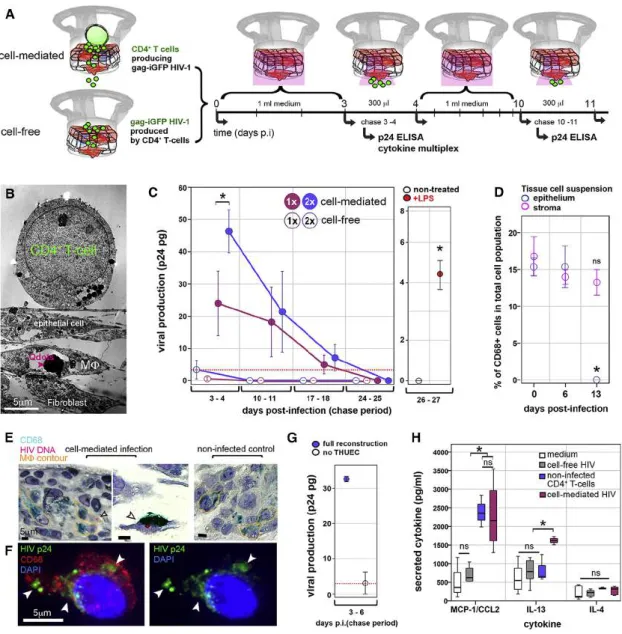 Figure 4. Virological Synapses with the Epithelium Mediate HIV-1 Infection of Tissue Macrophages