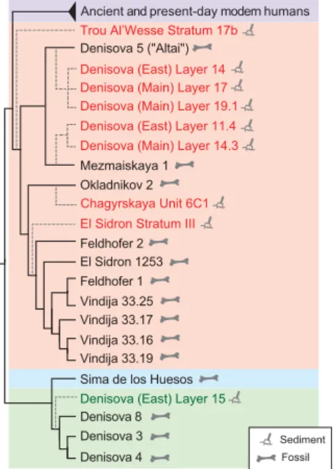 Fig. 3. Hominin mtDNAs along the stratigraphy of the East Gallery in Denisova Cave. Layer numbers are noted in gray