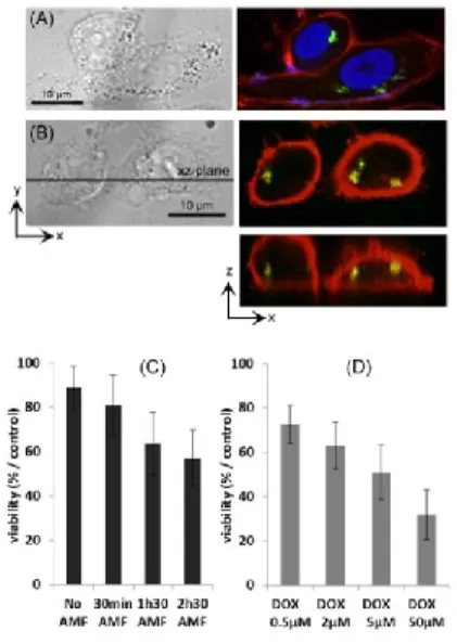 Fig.  3  (A,B):  Cancer  cells  (PC-3)  internalization  of  the  Fe 2 O 3 @DOX-MIP  nanoparticles  (2-hours  incubation  at  [Fe]=2  mM)