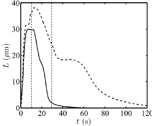 FIGURE 7  Dynamics of tube length growth derived from simulations and considering either  only a direct equilibrium density change of the outer monolayer (solid line), corresponding to  CL-containing GUVs, or a direct equilibrium density change and transbi