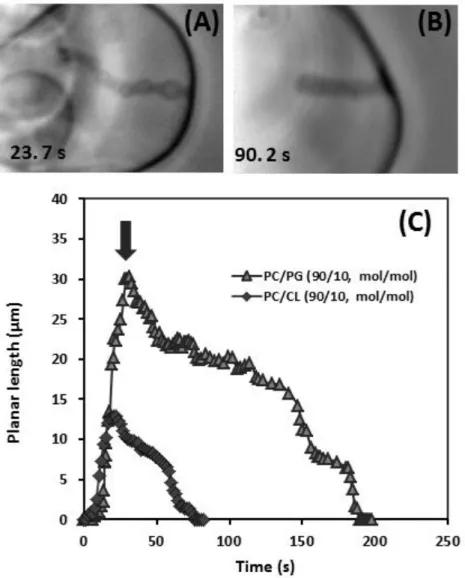 FIGURE  2 Comparison of the morphologies of tubes formed in GUVs of composition PC/PG  9:1 mol/mol (A) and PC/CL 9:1 mol/mol (B) upon local microinjection with acid