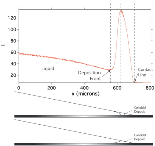 Figure 4: Typical shape of a profile extracted from a fluorescent microscopy experiment : fluorescent intensity (I) in arbitrary units versus position x in microns